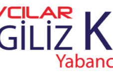 İngiliz Kültür Avcılar